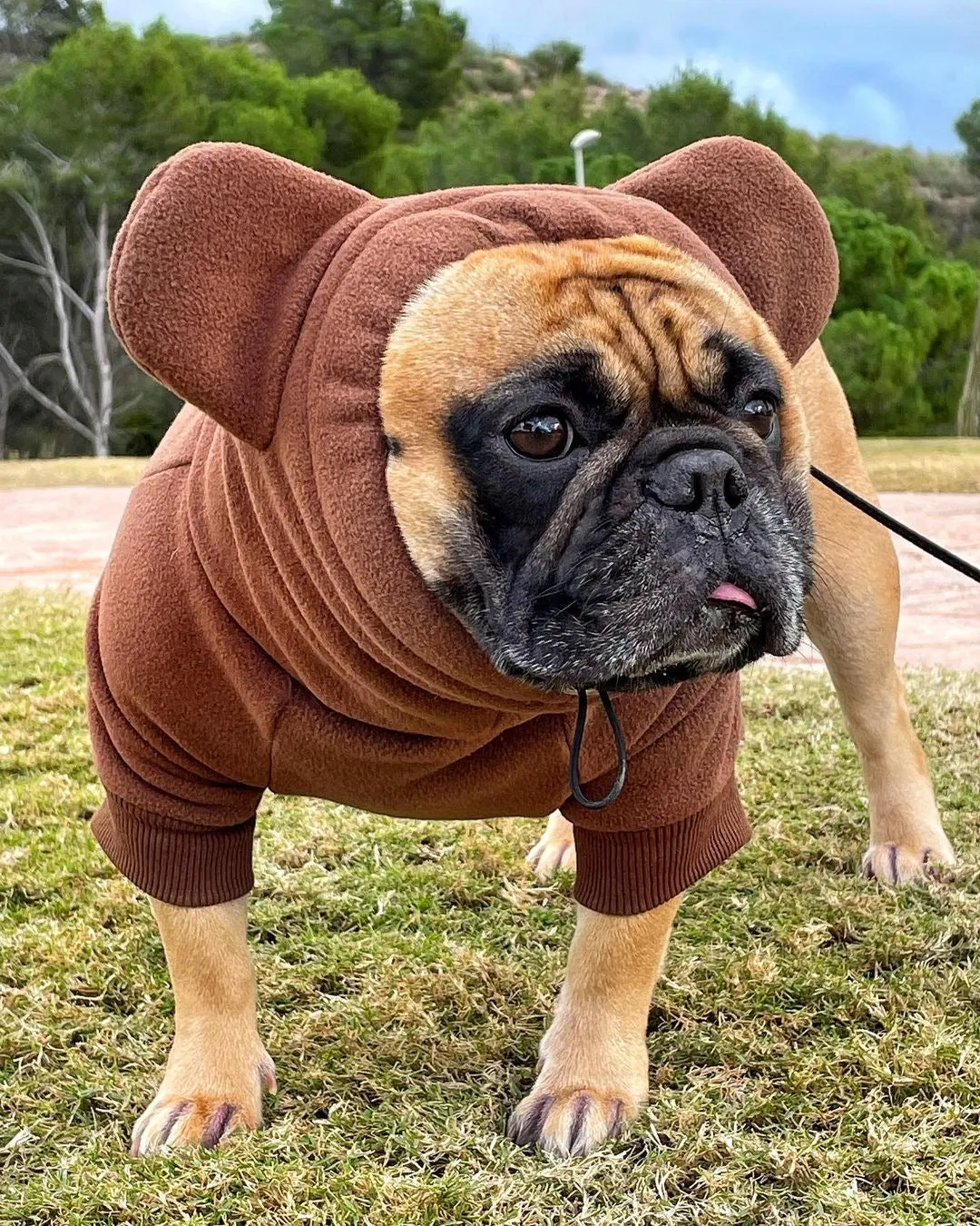 Frenchie Ear Hoodie Bundle Boys version 1 | Frenchiestore