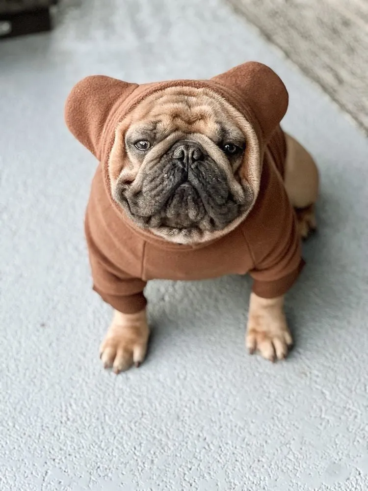 Frenchie Ear Hoodie Bundle Boys version 1 | Frenchiestore