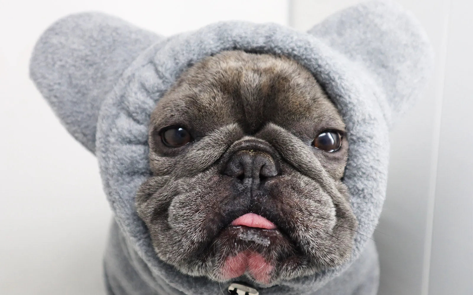 Frenchie Ear Hoodie Bundle Boys version 1 | Frenchiestore