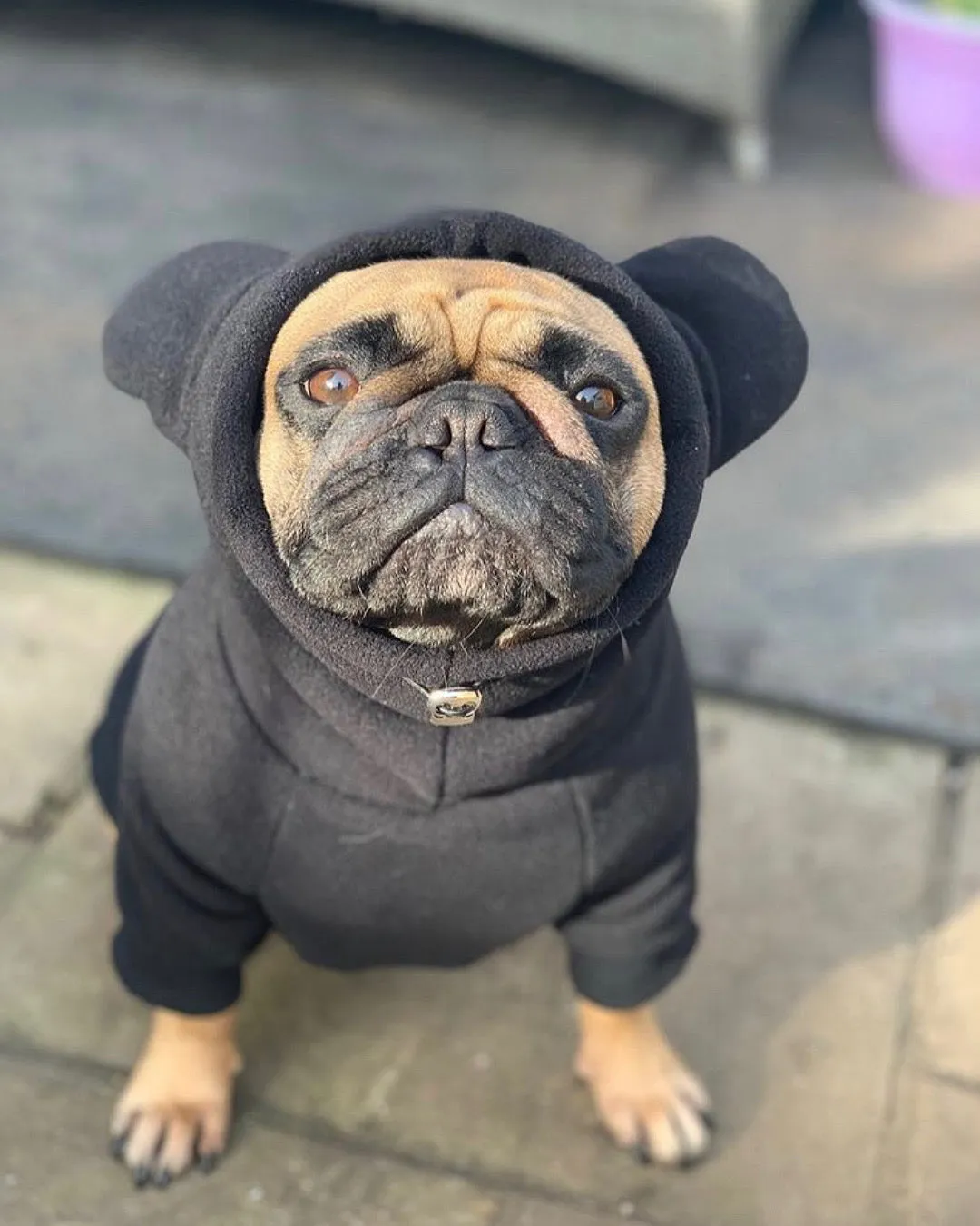 Frenchie Ear Hoodie Bundle Boys version 1 | Frenchiestore